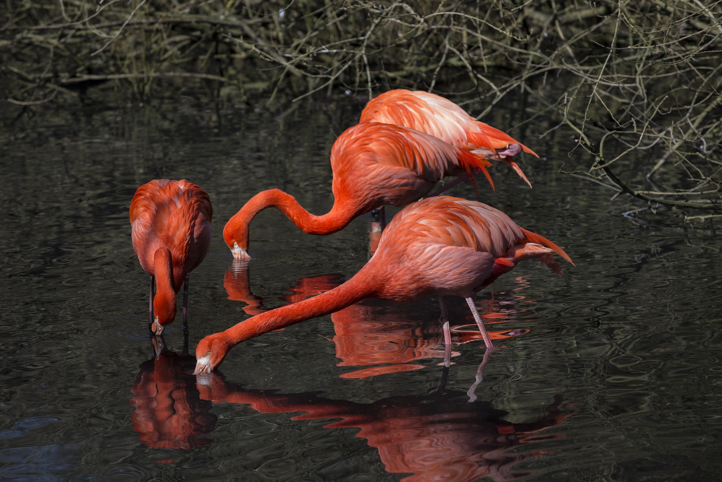 Cuban flamingos
