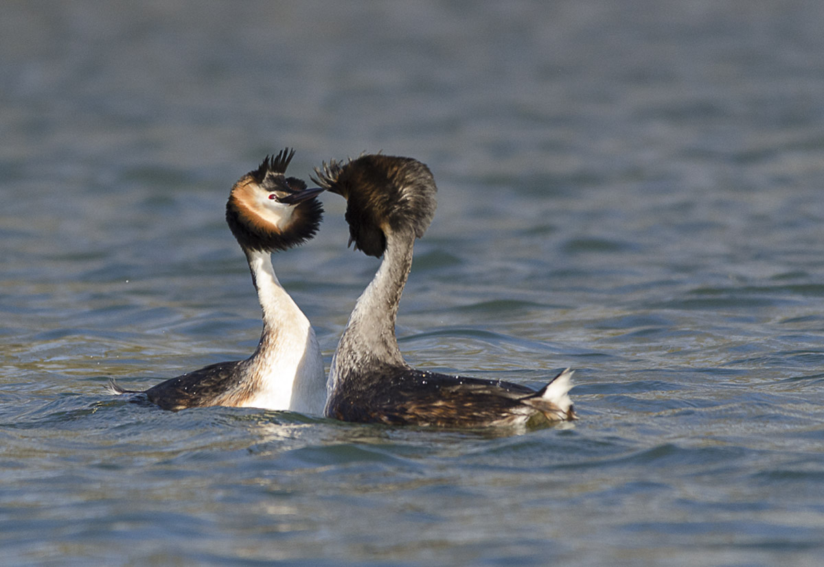 Copying Grebes