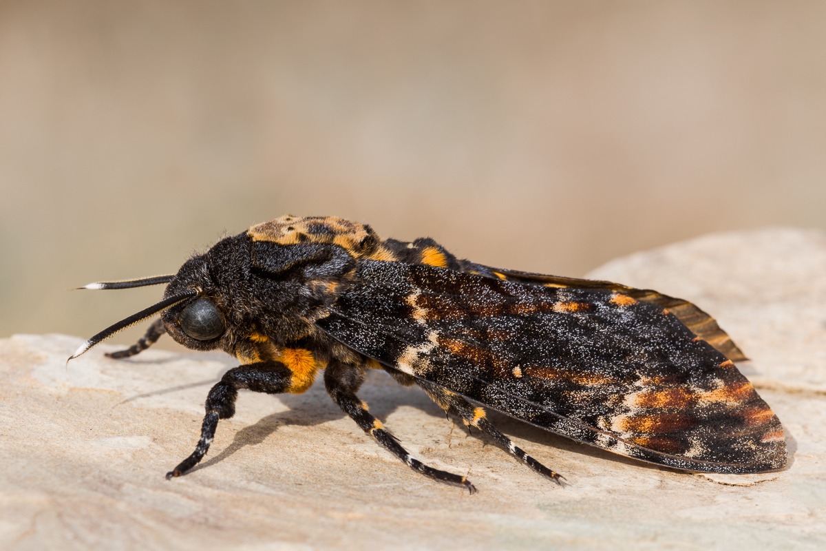 Death's-head Hawkmoth (Acherontia atropos)