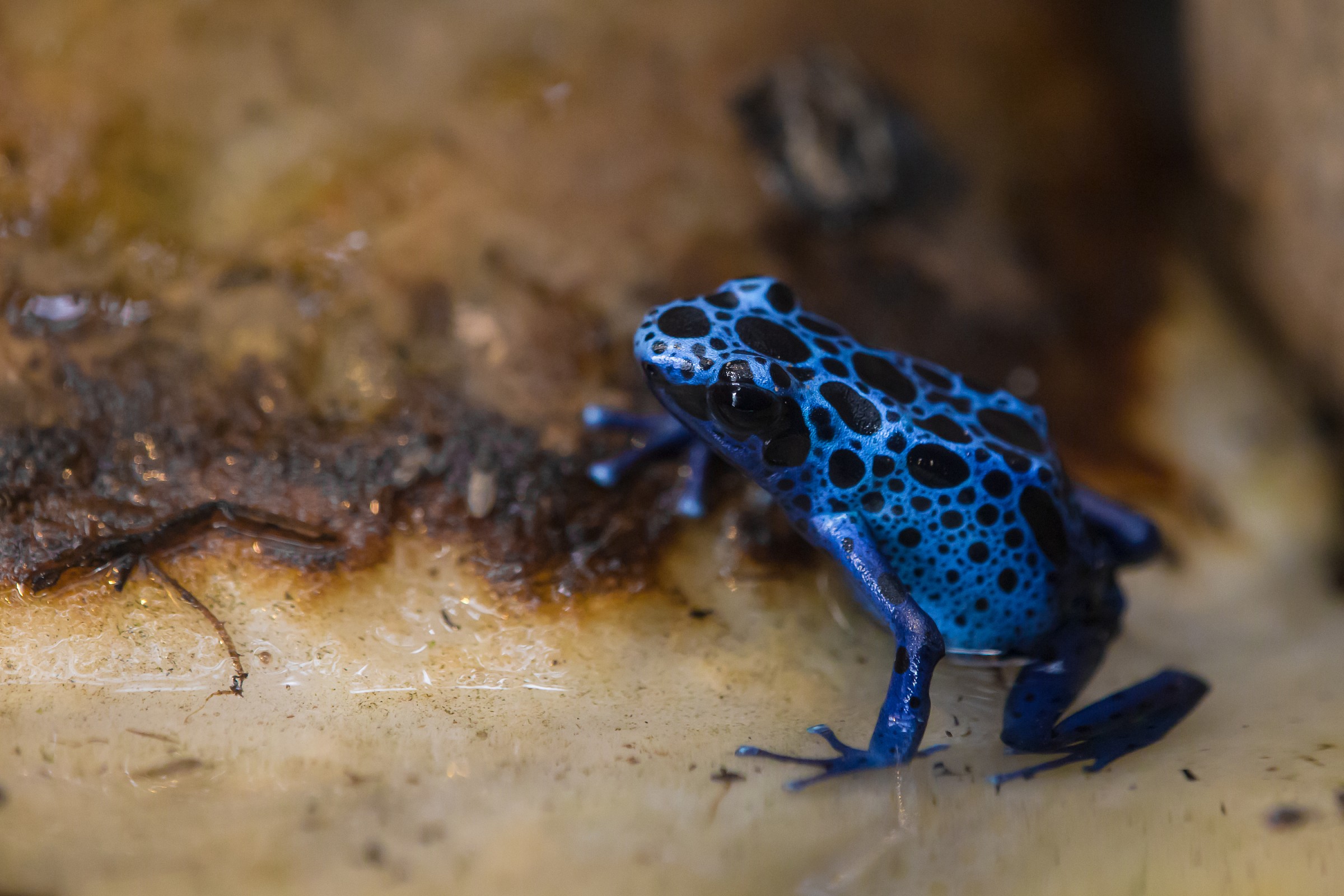 Dendrobates Autatus