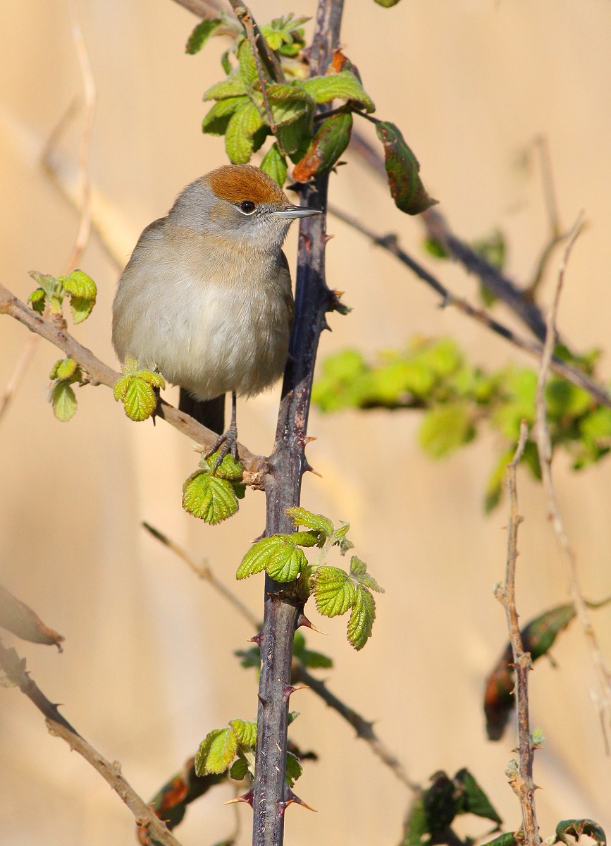 blackcap