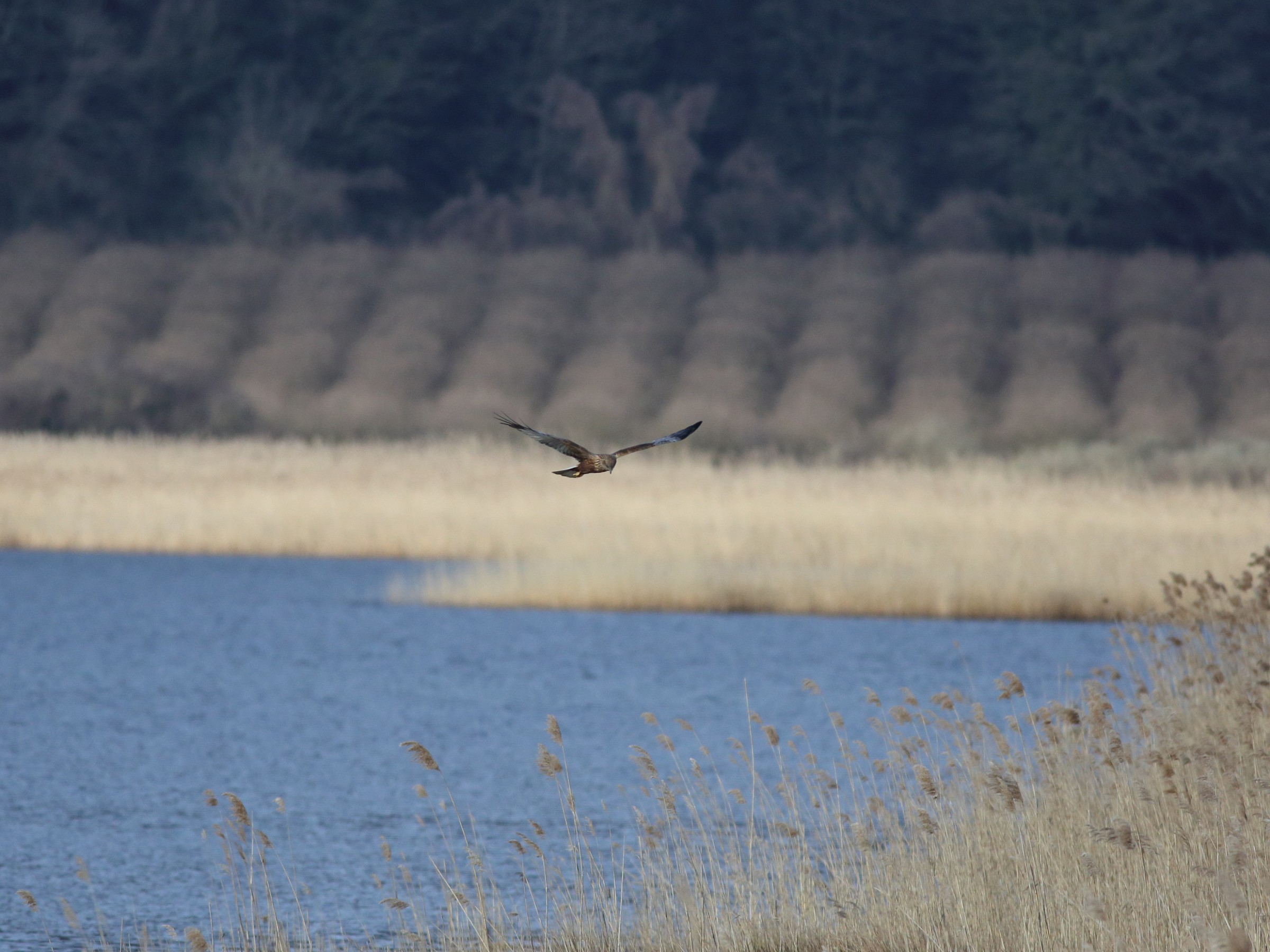 Try 400f.5.6 + MT-1 / 4CanonIII