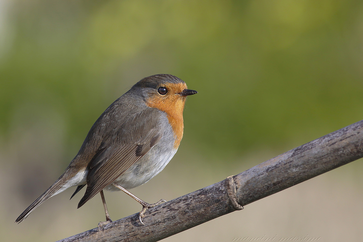 Robin (Erithacus rubecula)