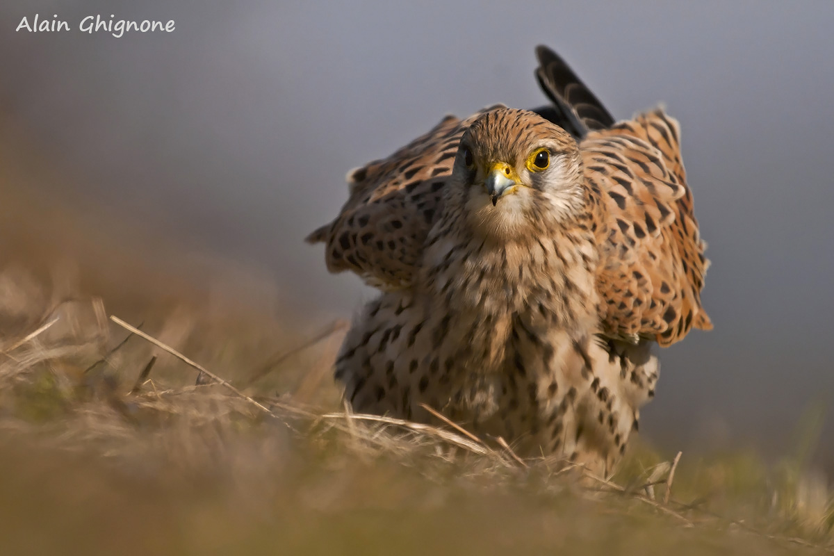 chill .. bird of prey ...