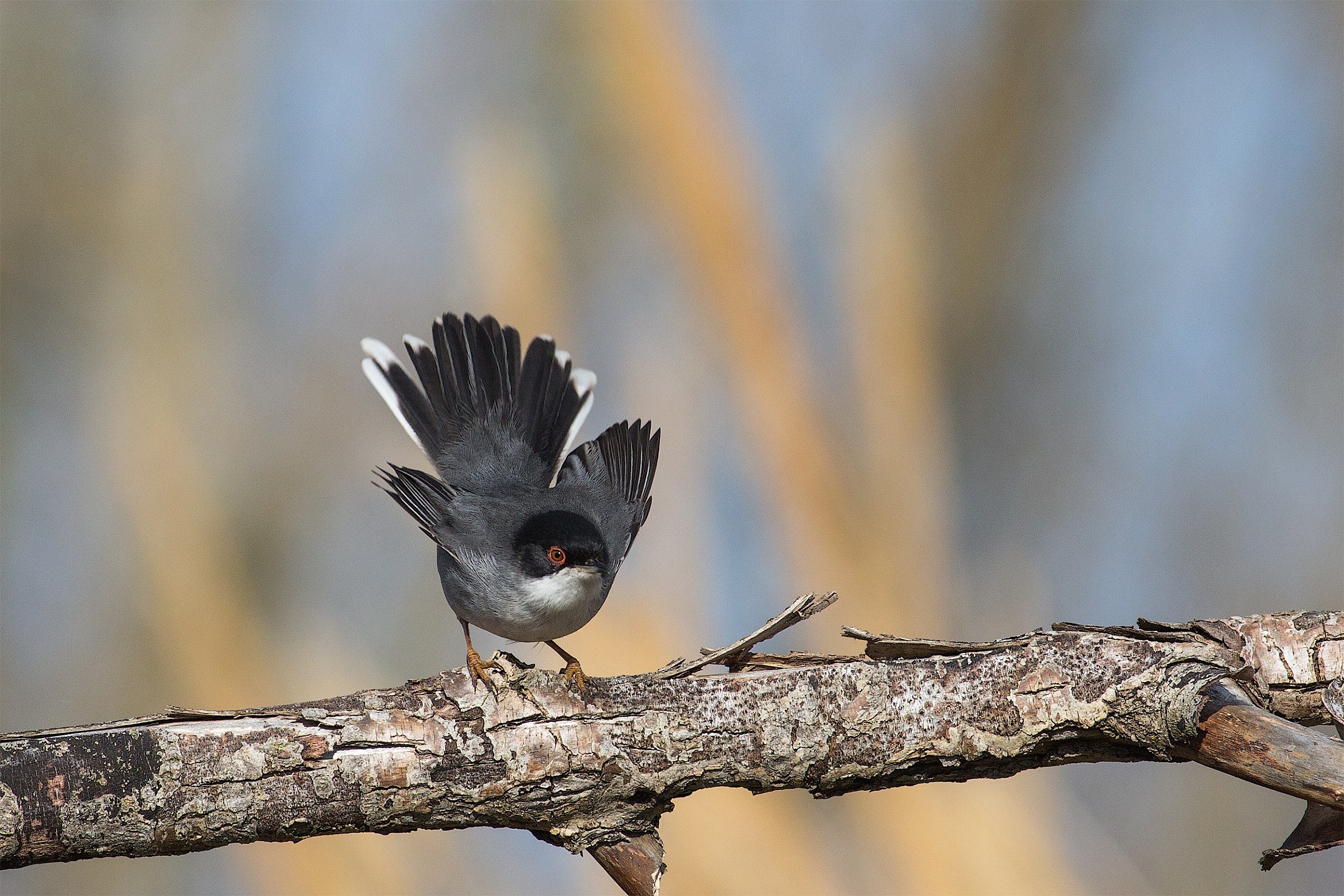 Sylvia melanocephala
