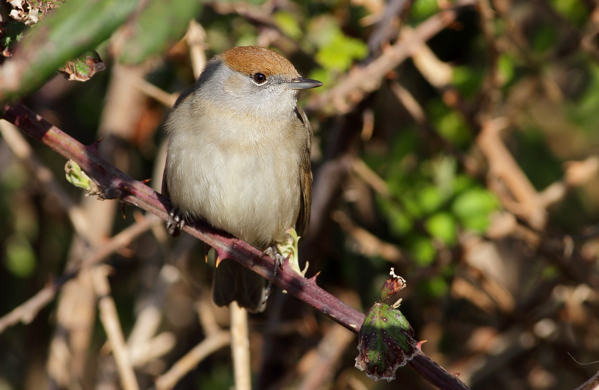 blackcap