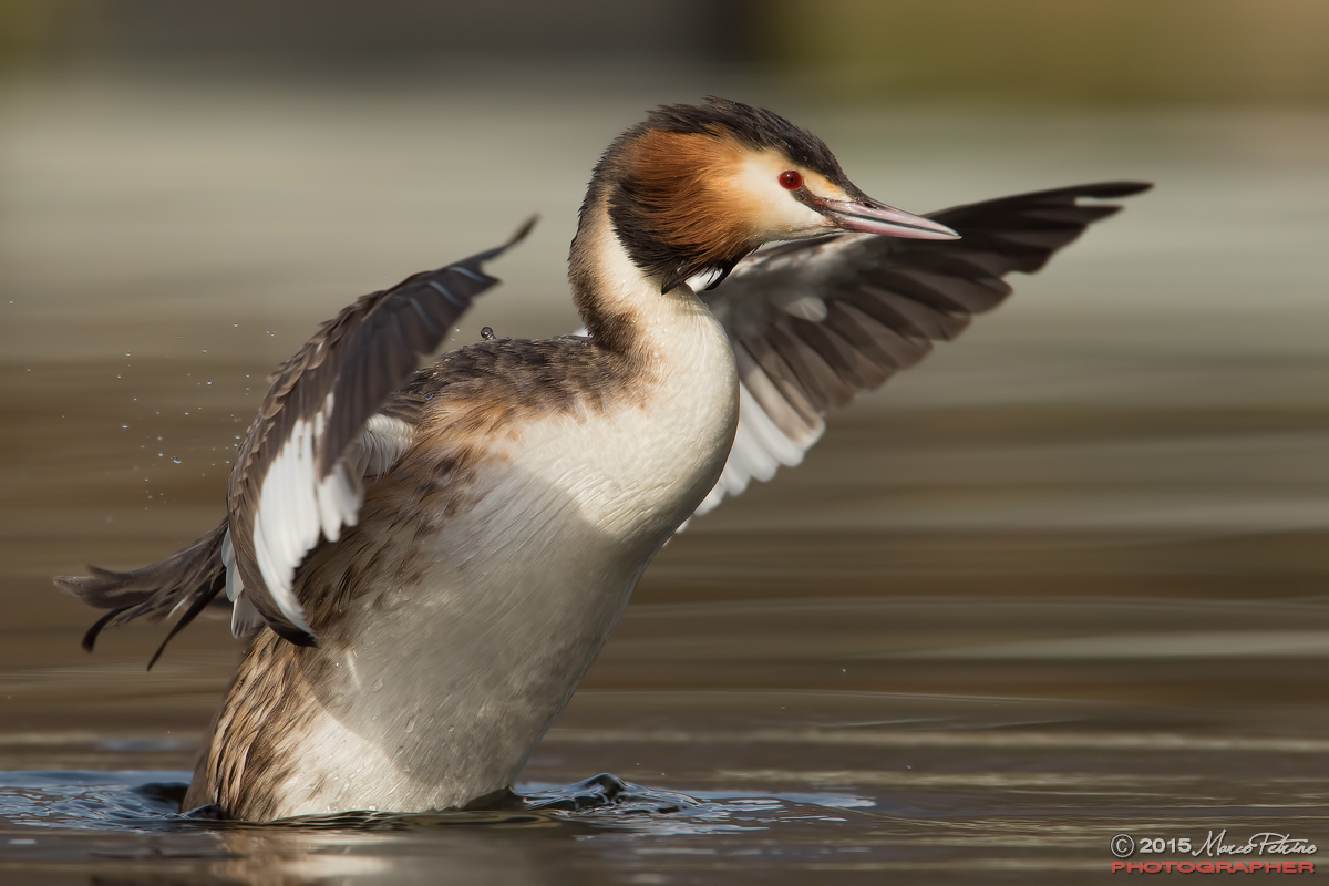 Great Crested Grebe (Podiceps cristatus)
