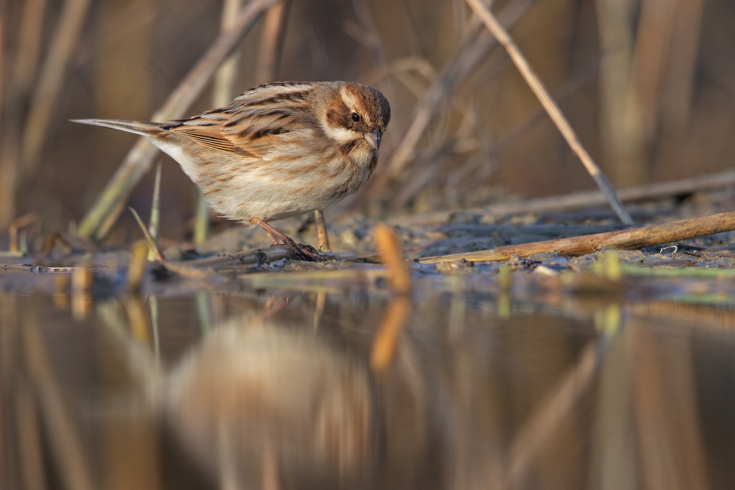 Migliarino di palude