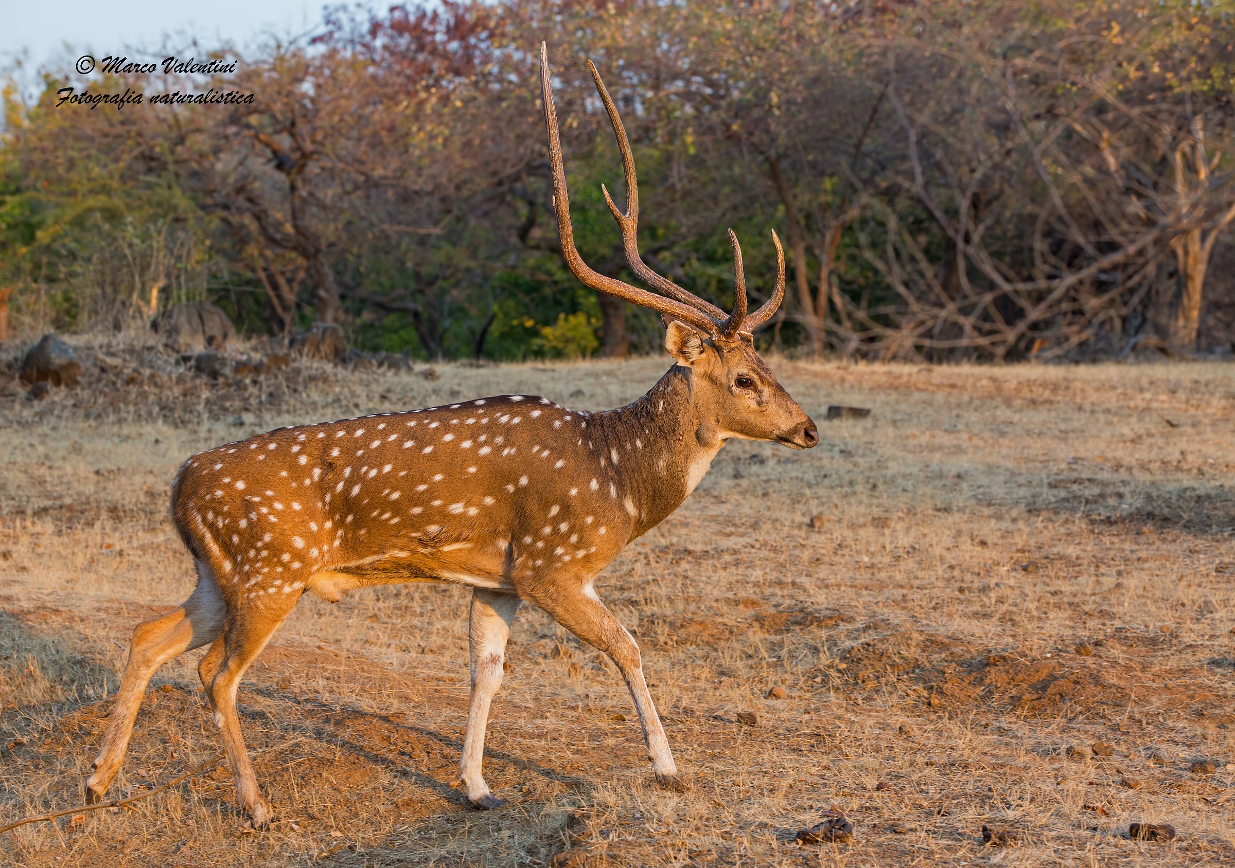 Chital dawn