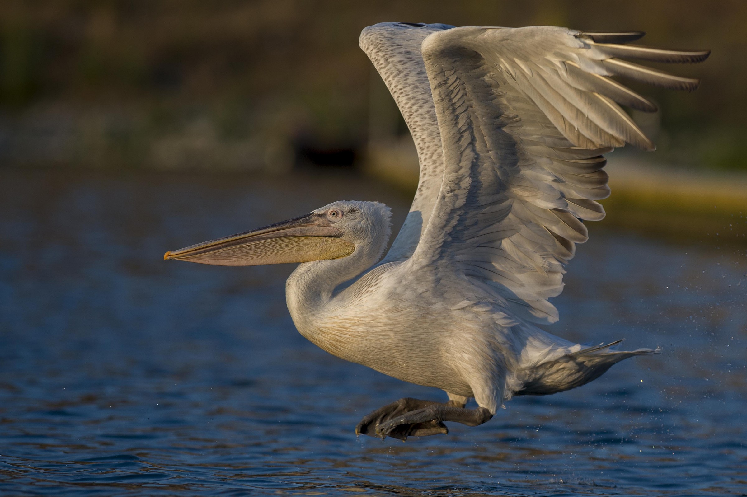 Dalmatian pelican