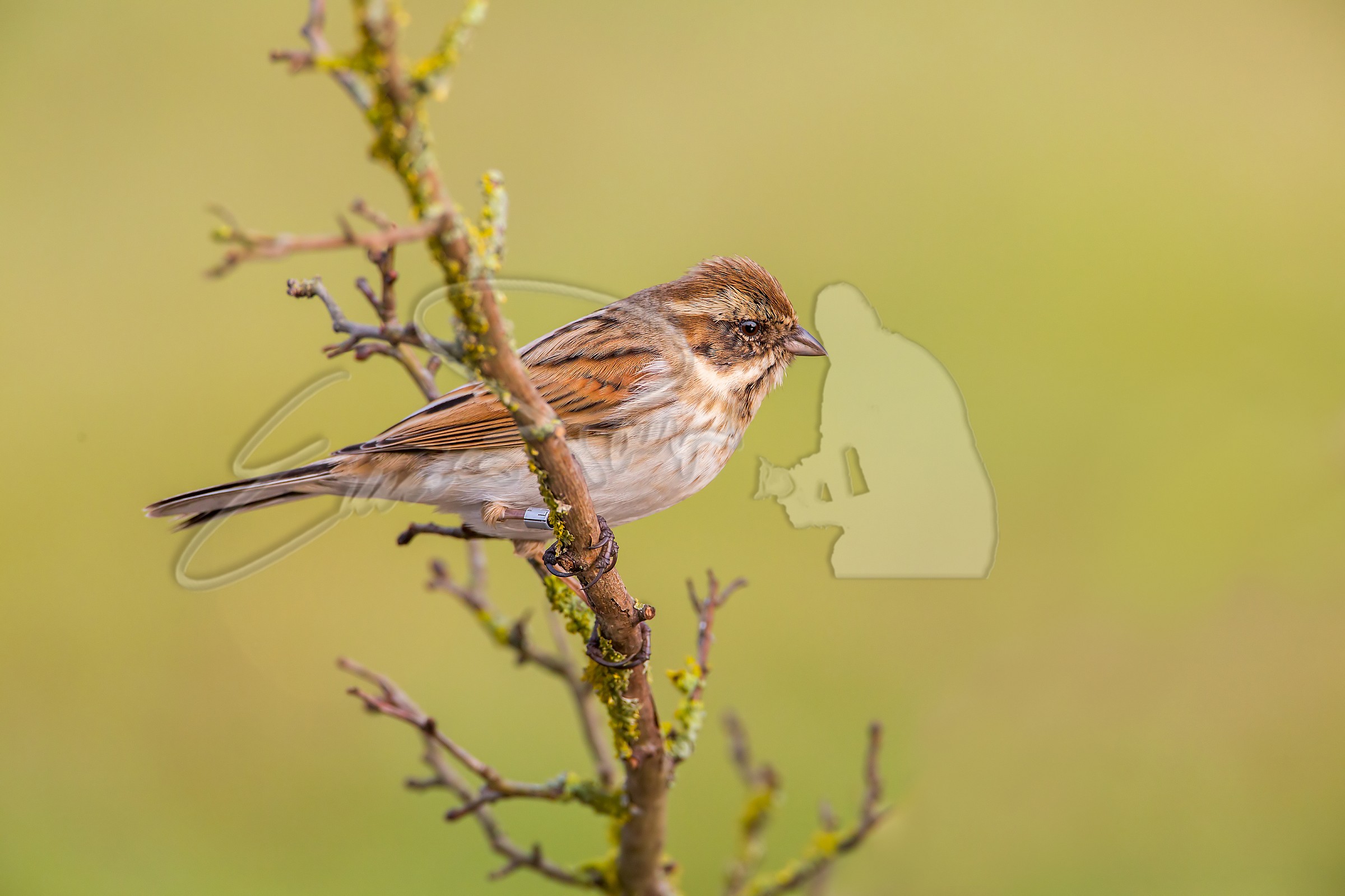 Migliarino di palude