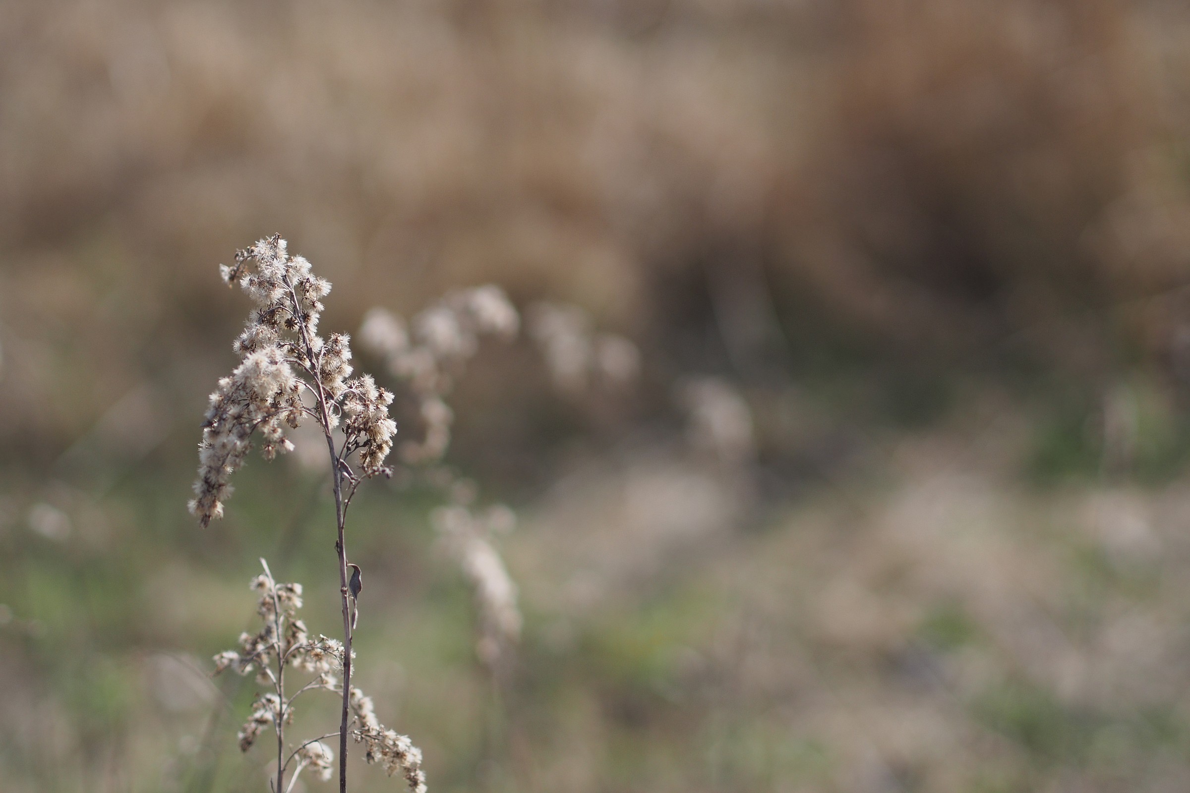 Nel parco della Bosca