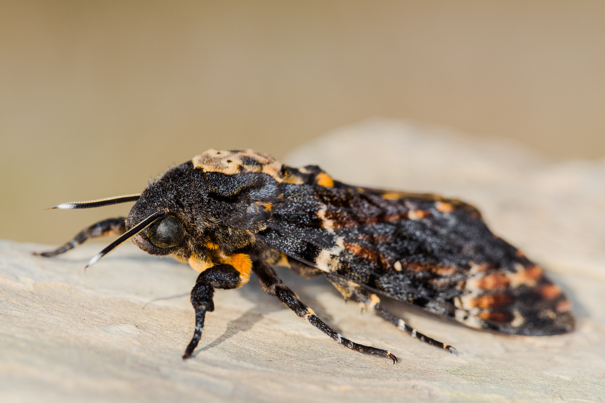 Death's-head Hawkmoth (Acherontia atropos)