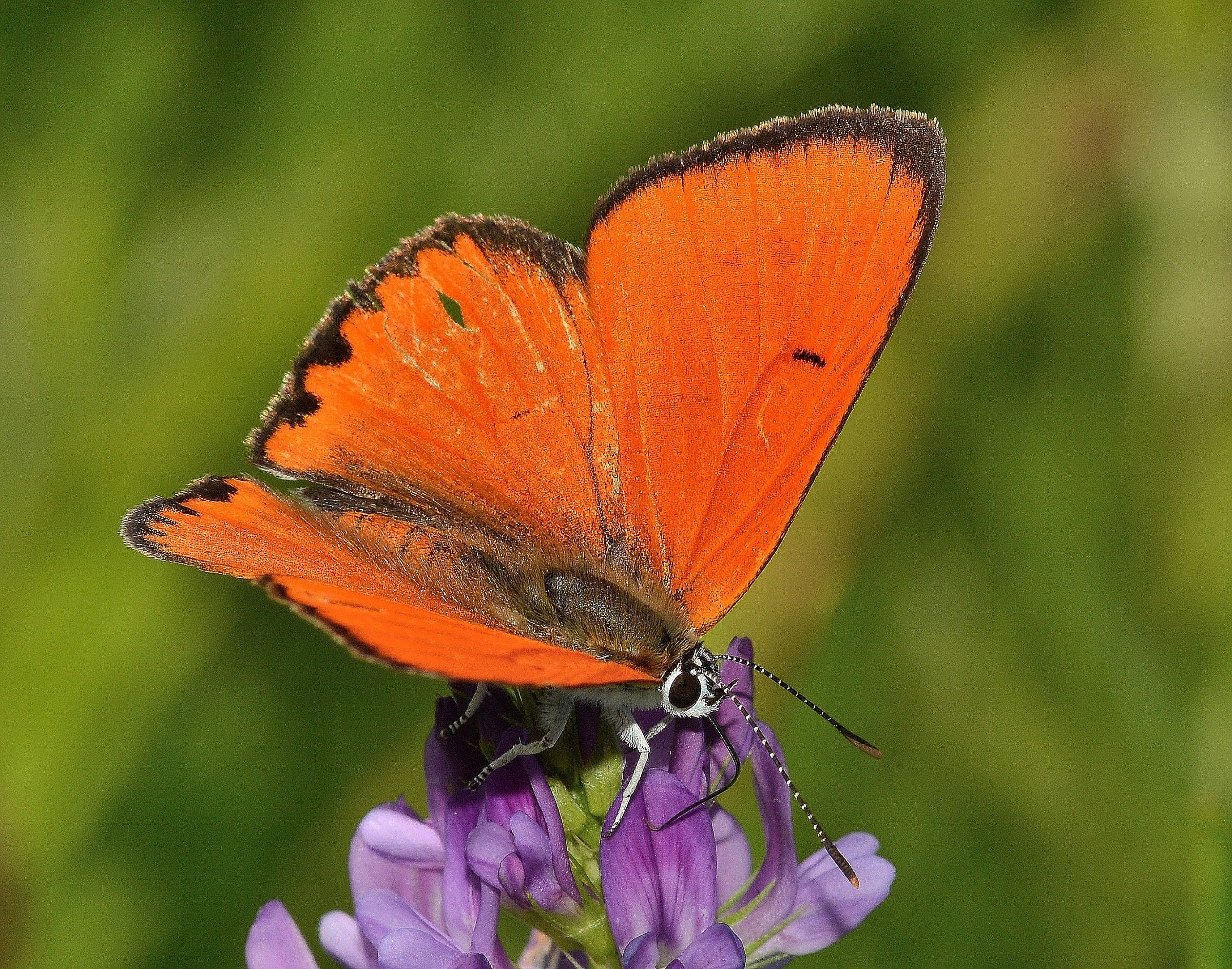 Lycaena dispar
