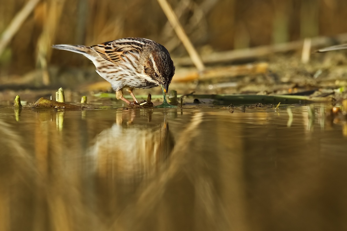 Reed Bunting