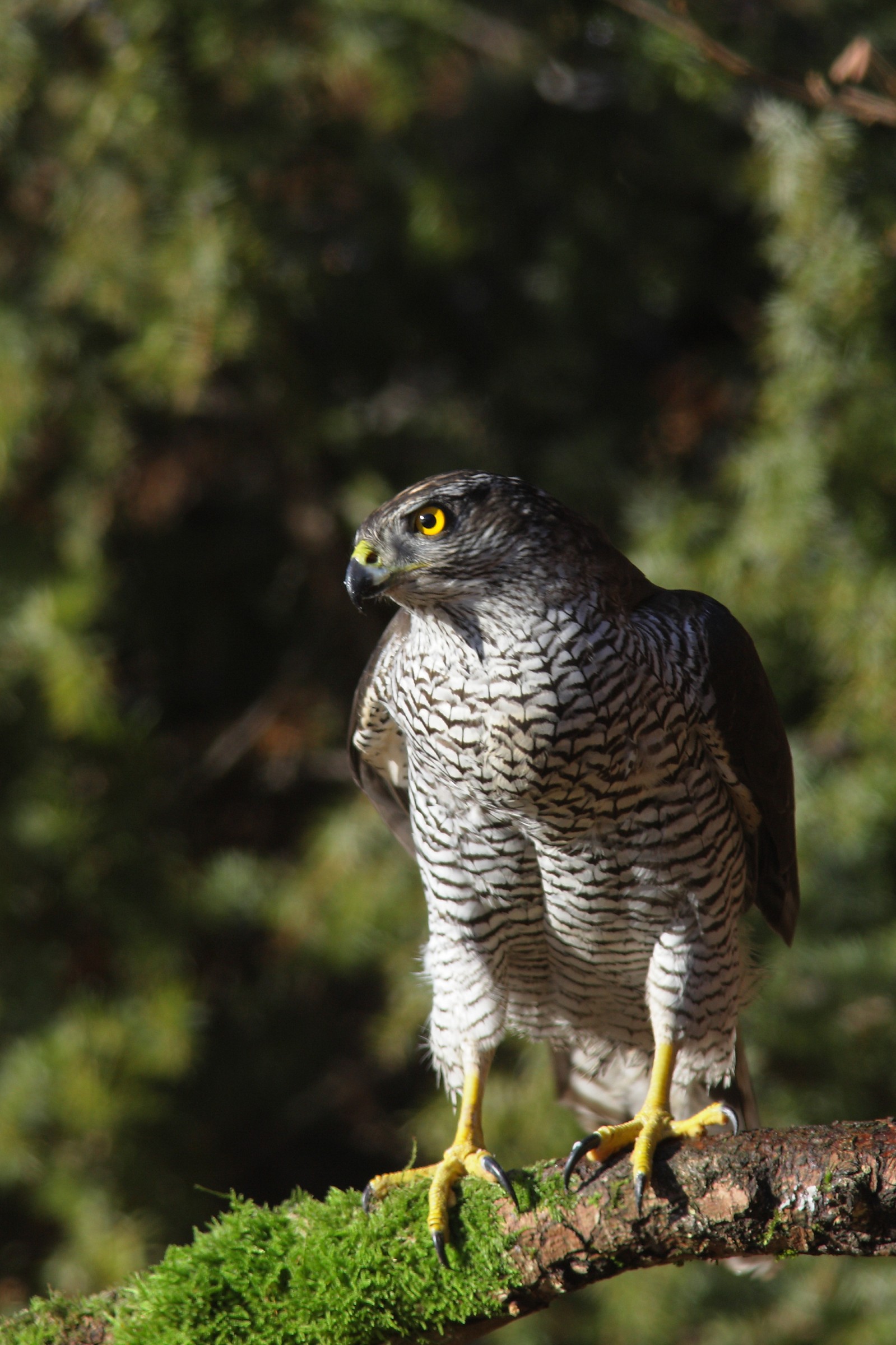 Goshawk