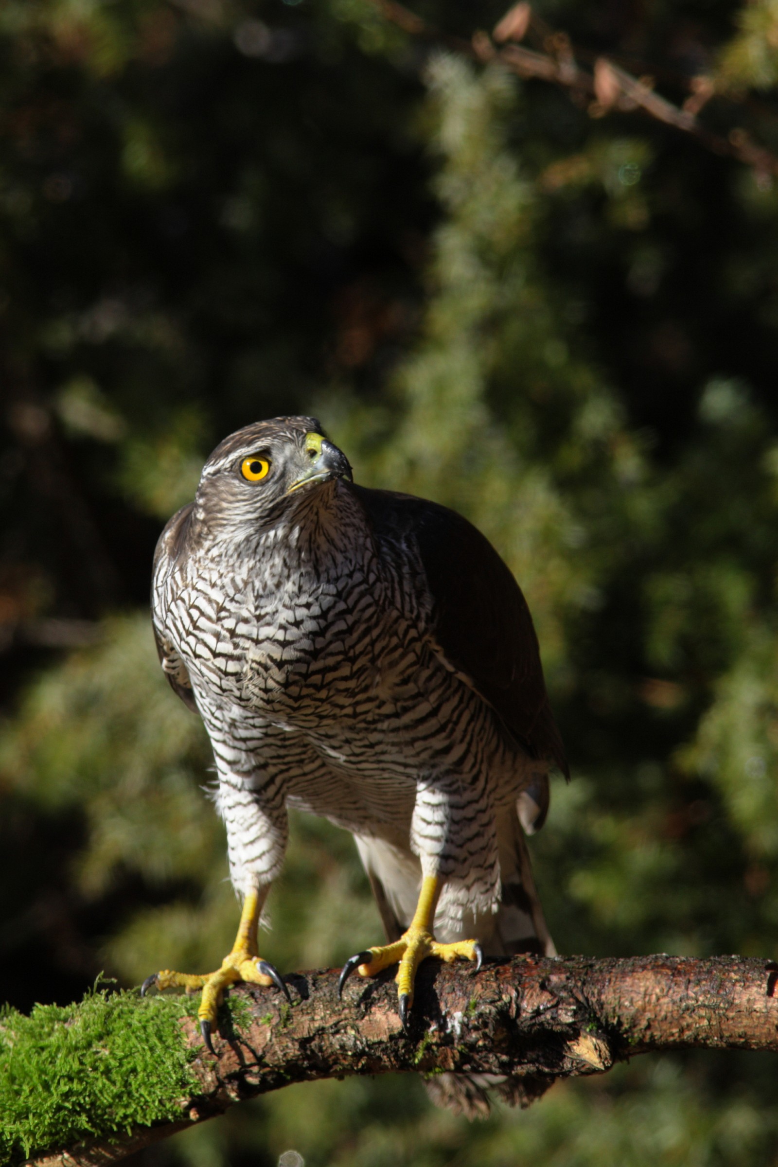Goshawk