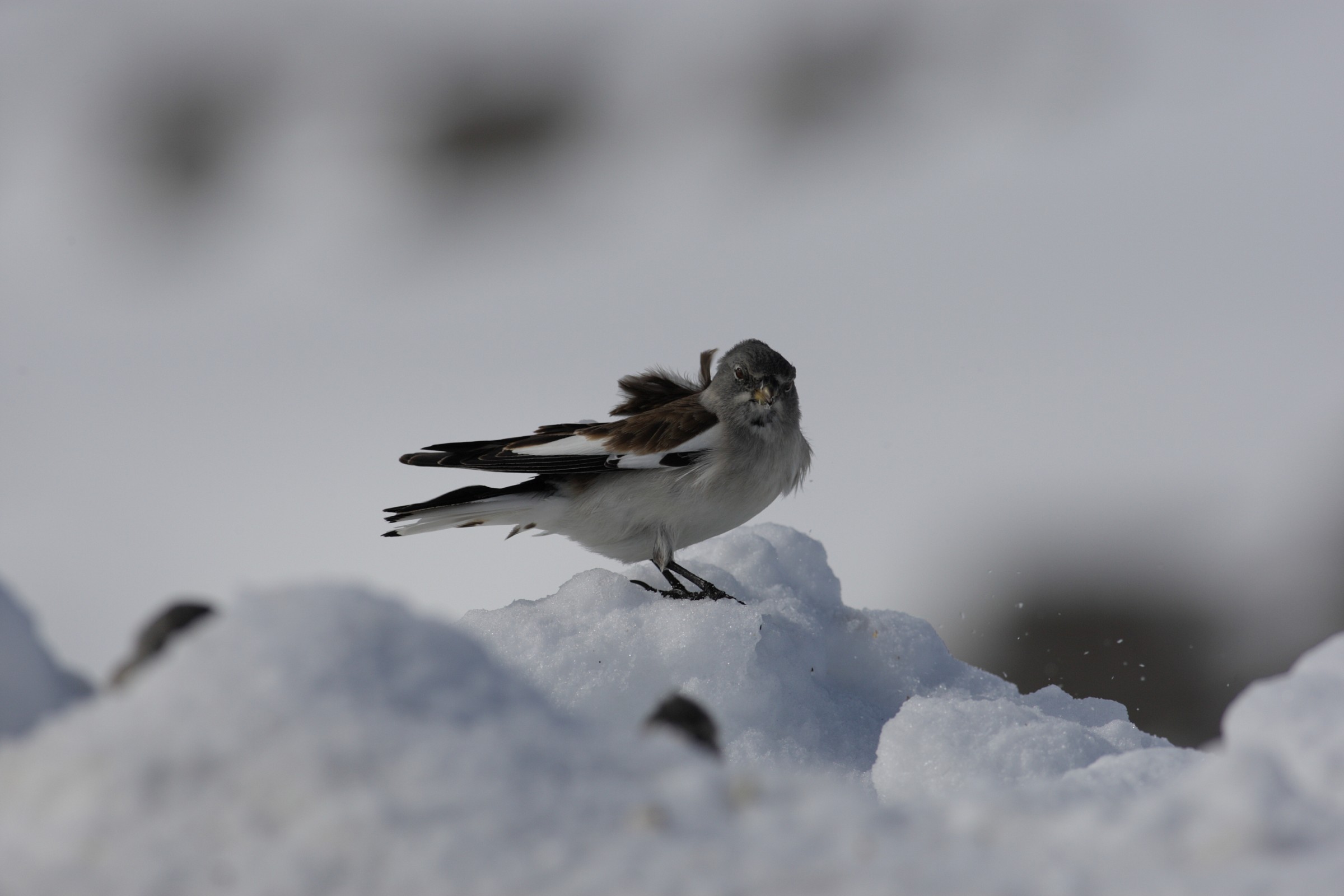 Alpine Chaffinch