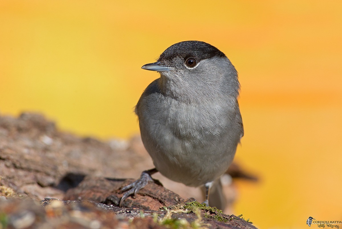 male blackcap