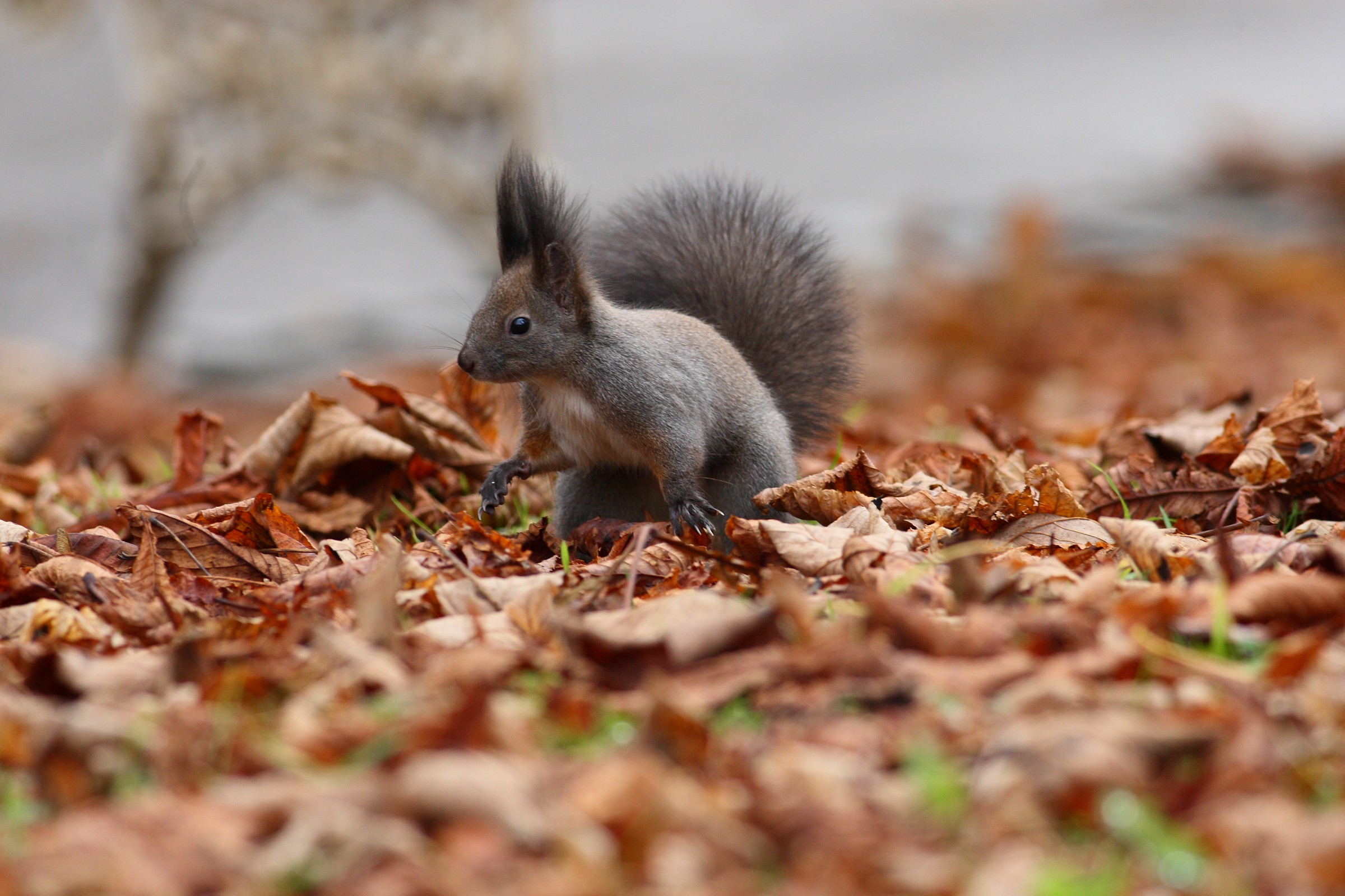 Red Squirrel