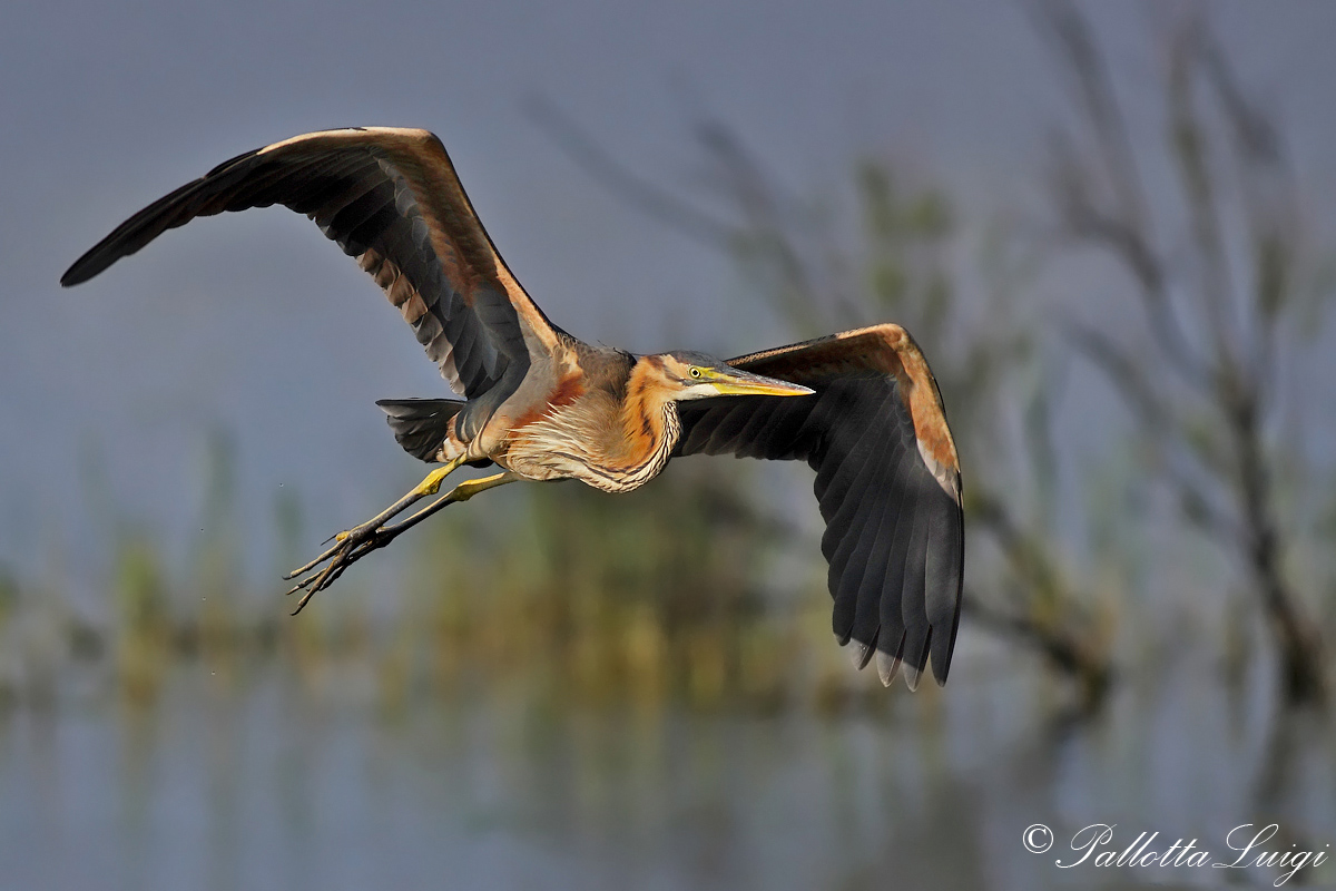 Purple Heron (Ardea purpurea)