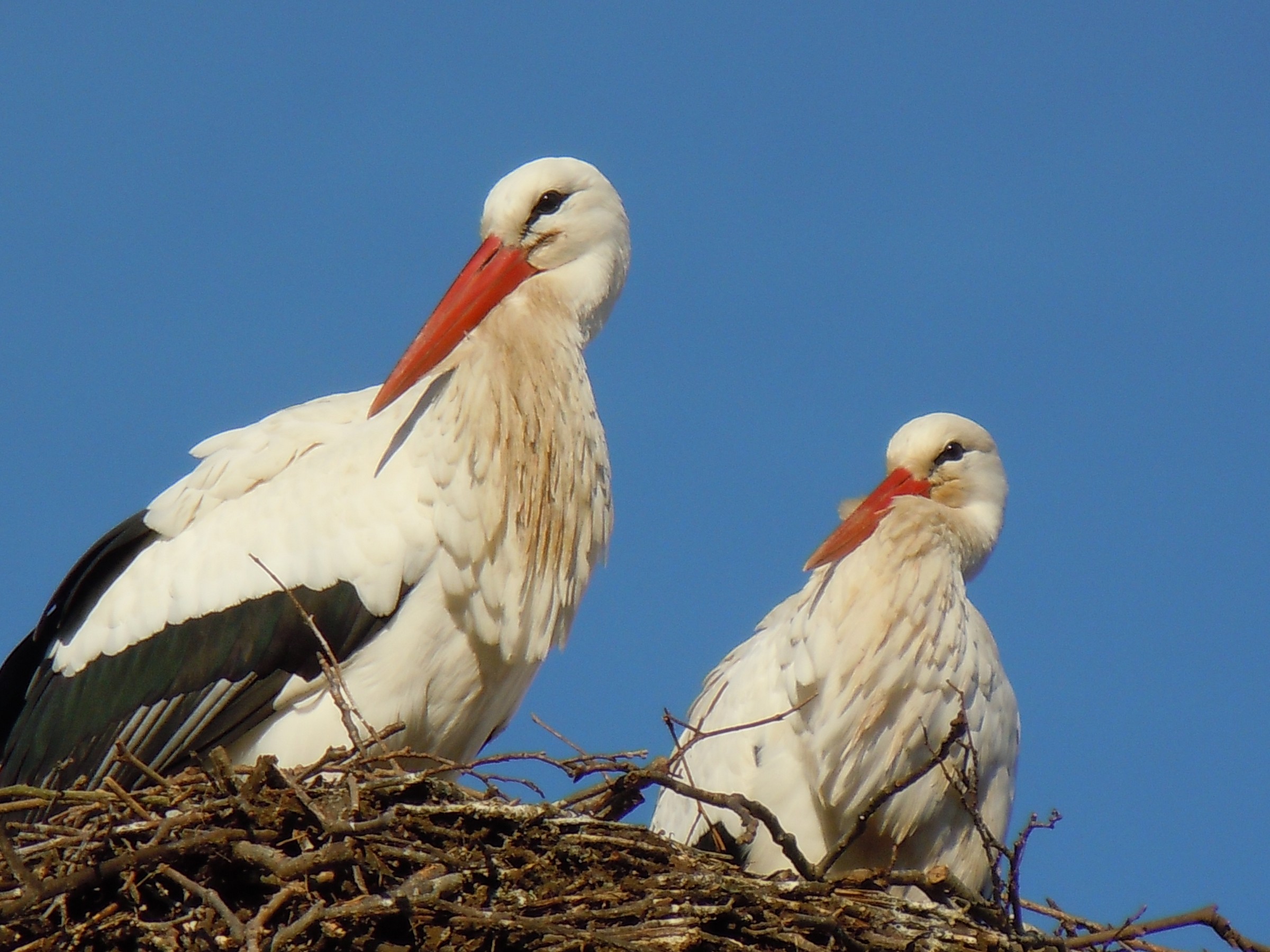 siamo in dolce attesa