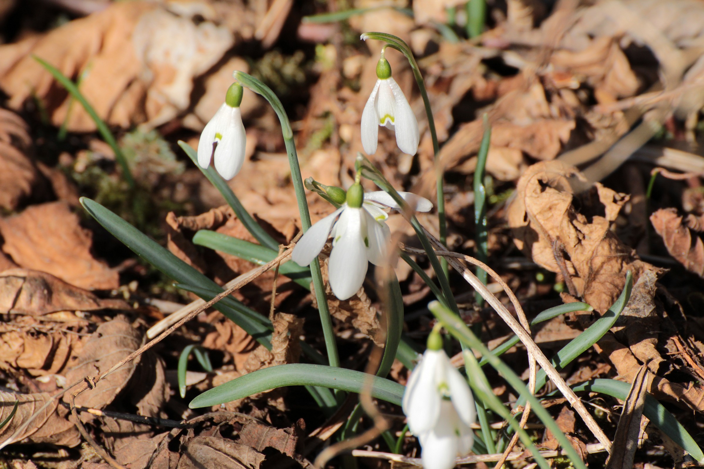 Snowdrop