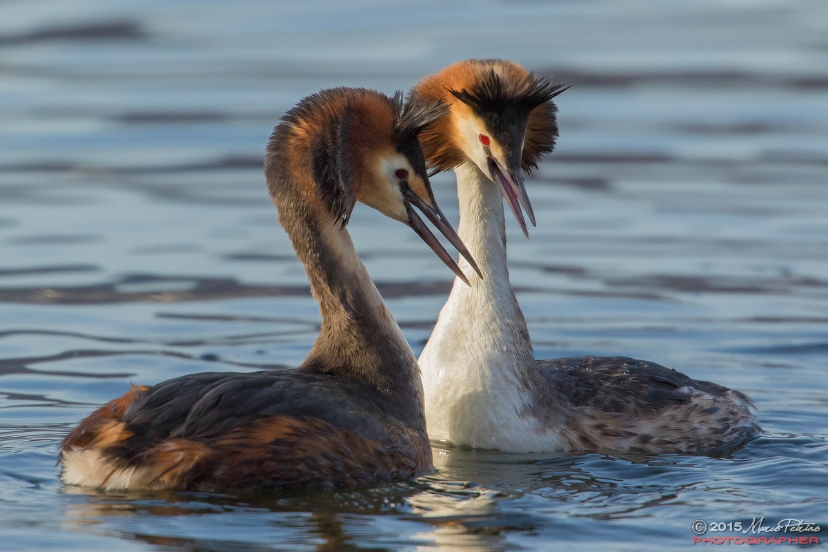 Great Crested Grebe (Podiceps cristatus)