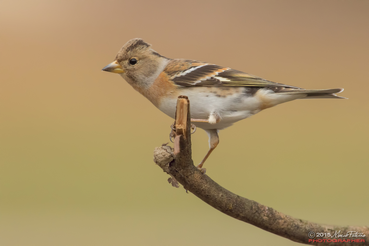Brambling (Fringilla montifringilla)
