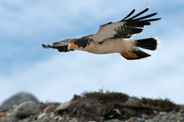 Phalcoboenus albogularis