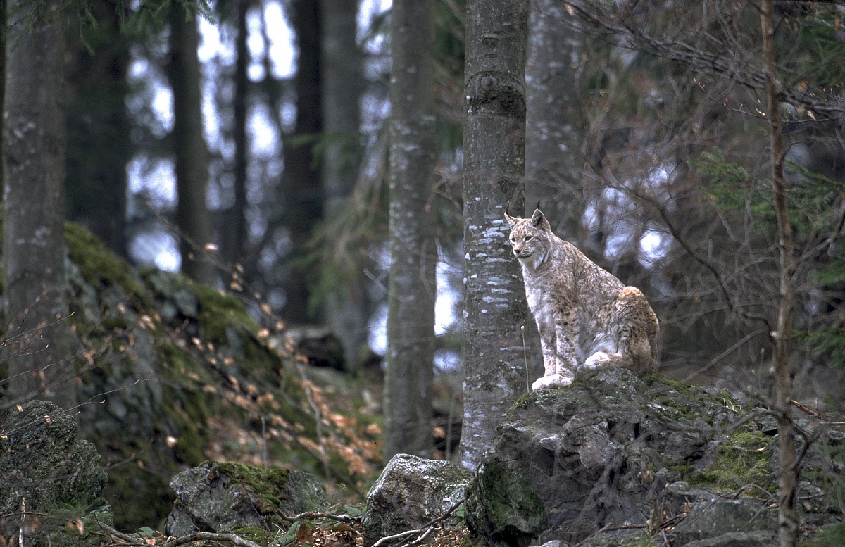 lince
