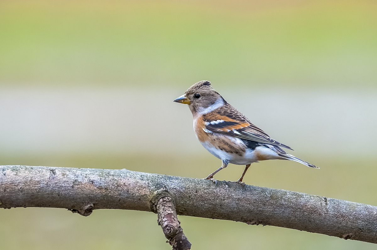 Brambling