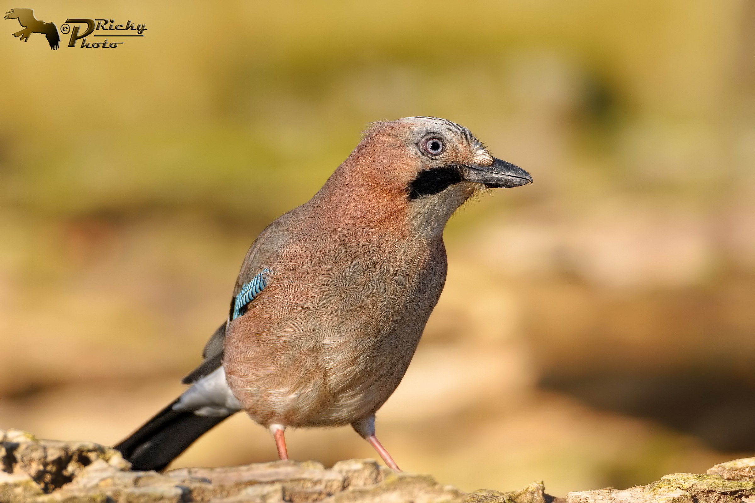 Ritratto di Ghiandaia