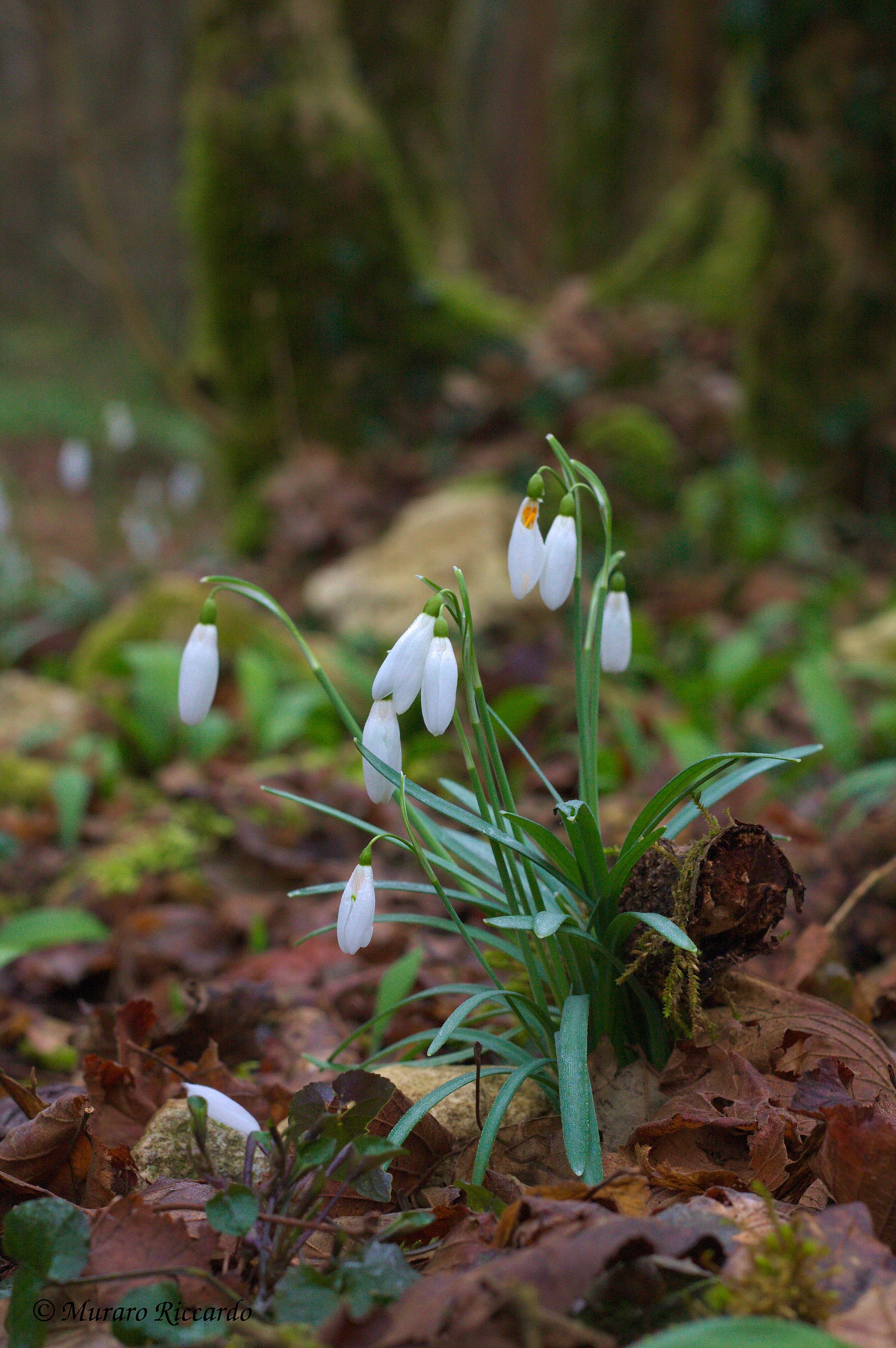 Snowdrop