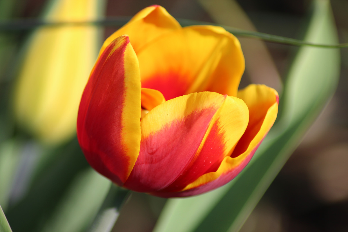 Tulip