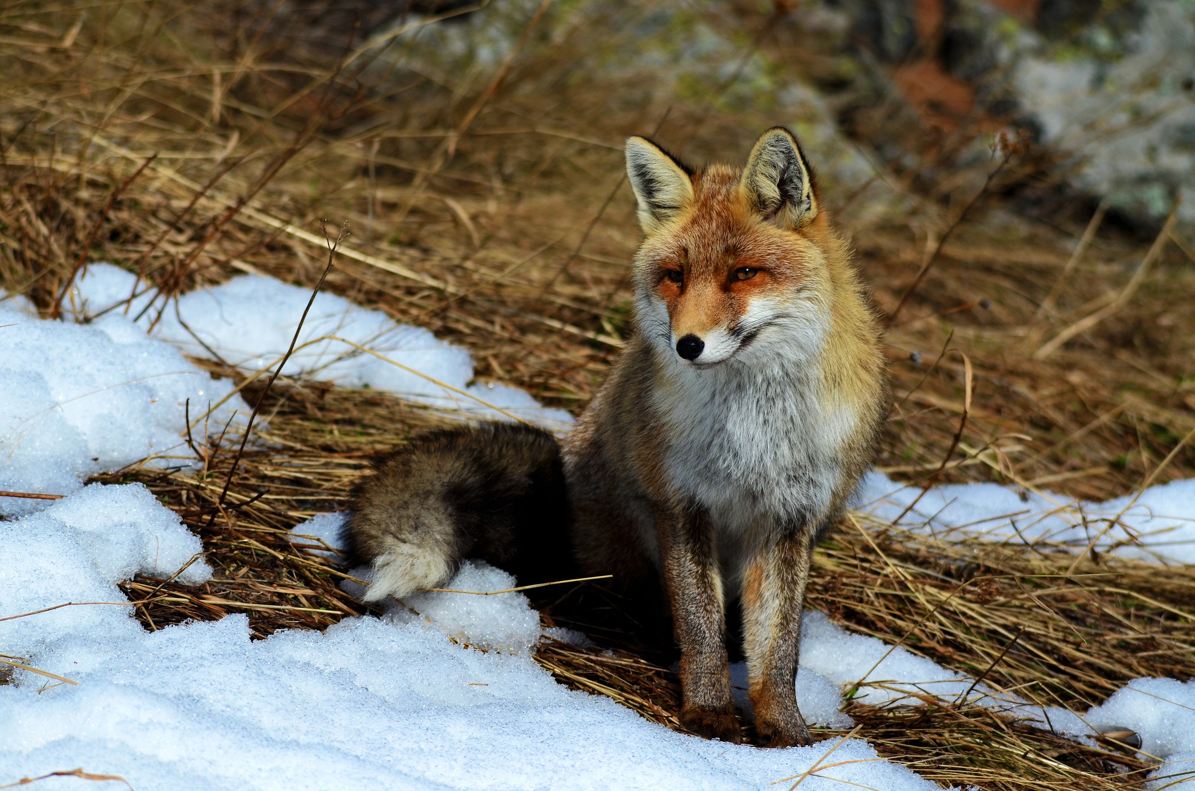 Fox in the snow