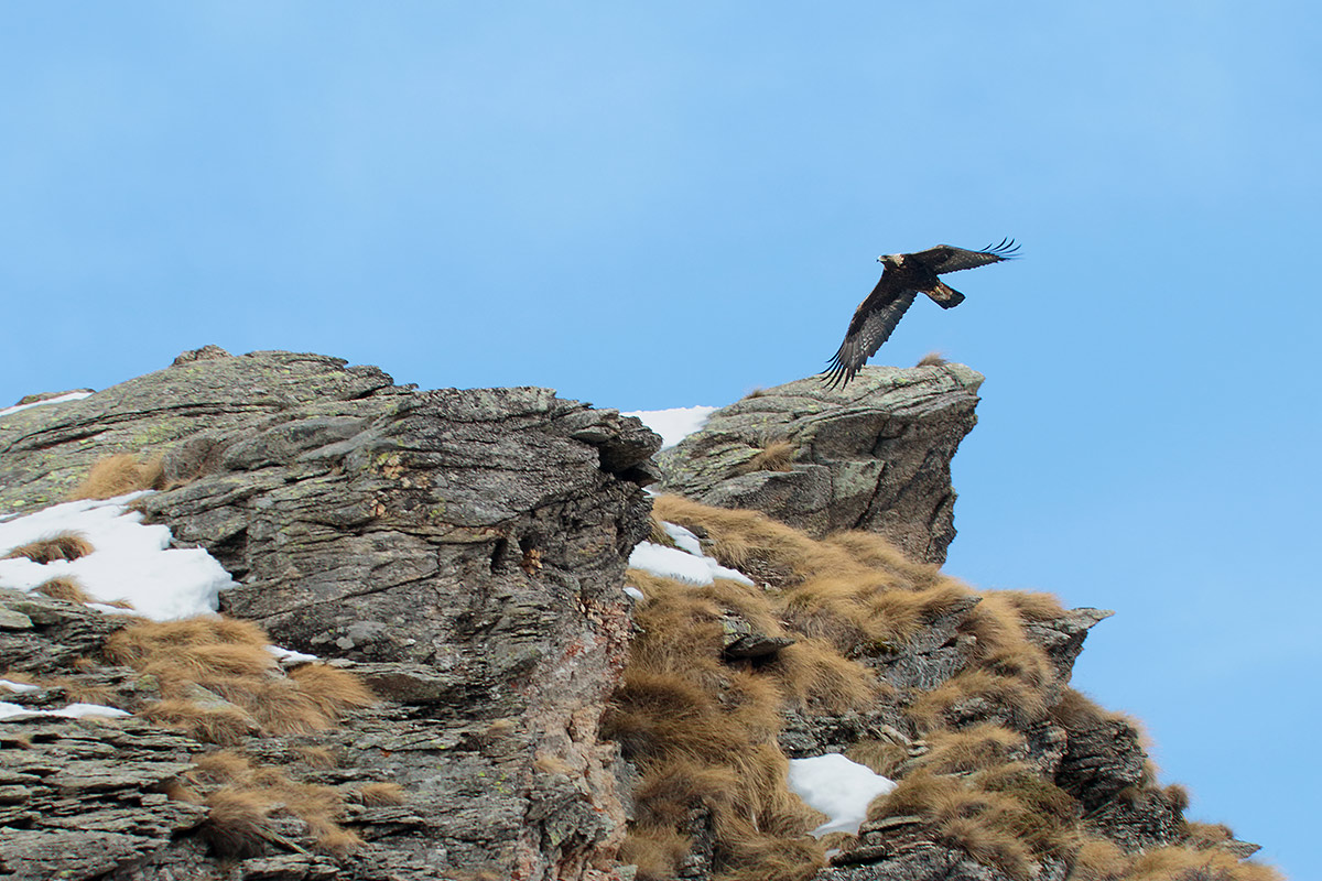 Golden Eagle in Ceresole