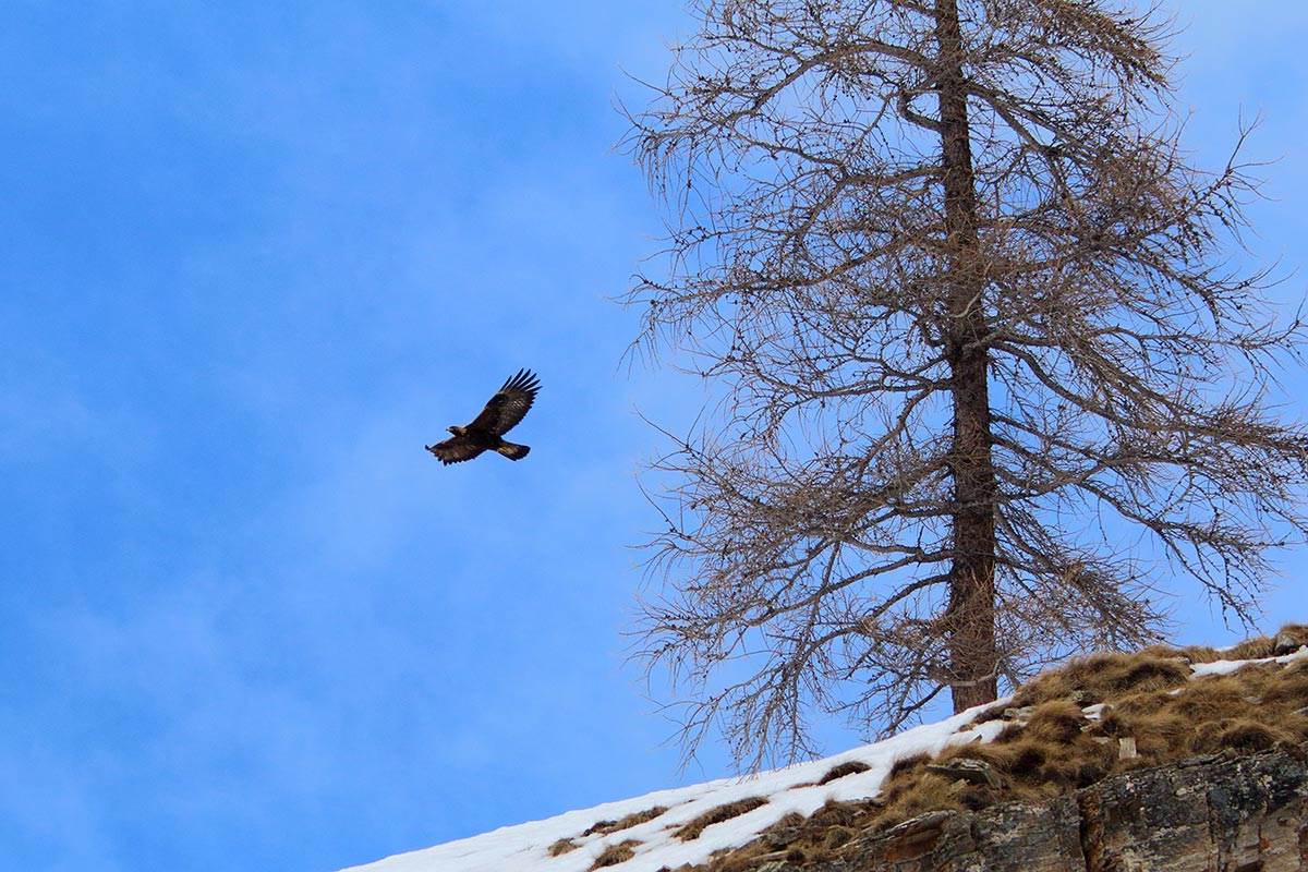Golden Eagle in Ceresole