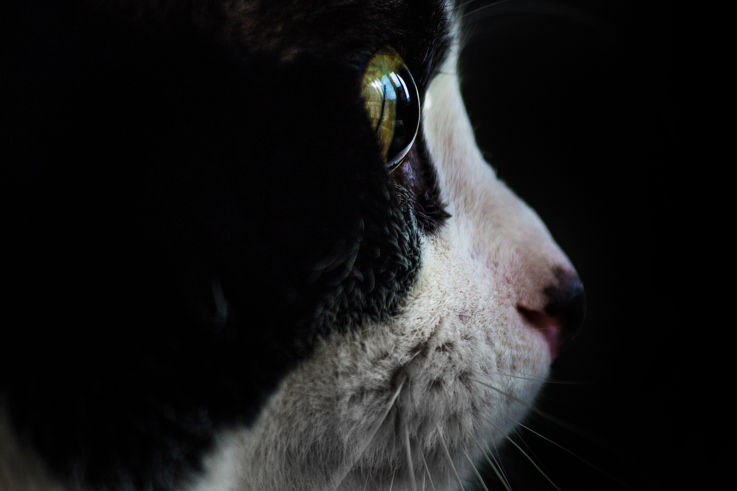 nelle palle degli occhi