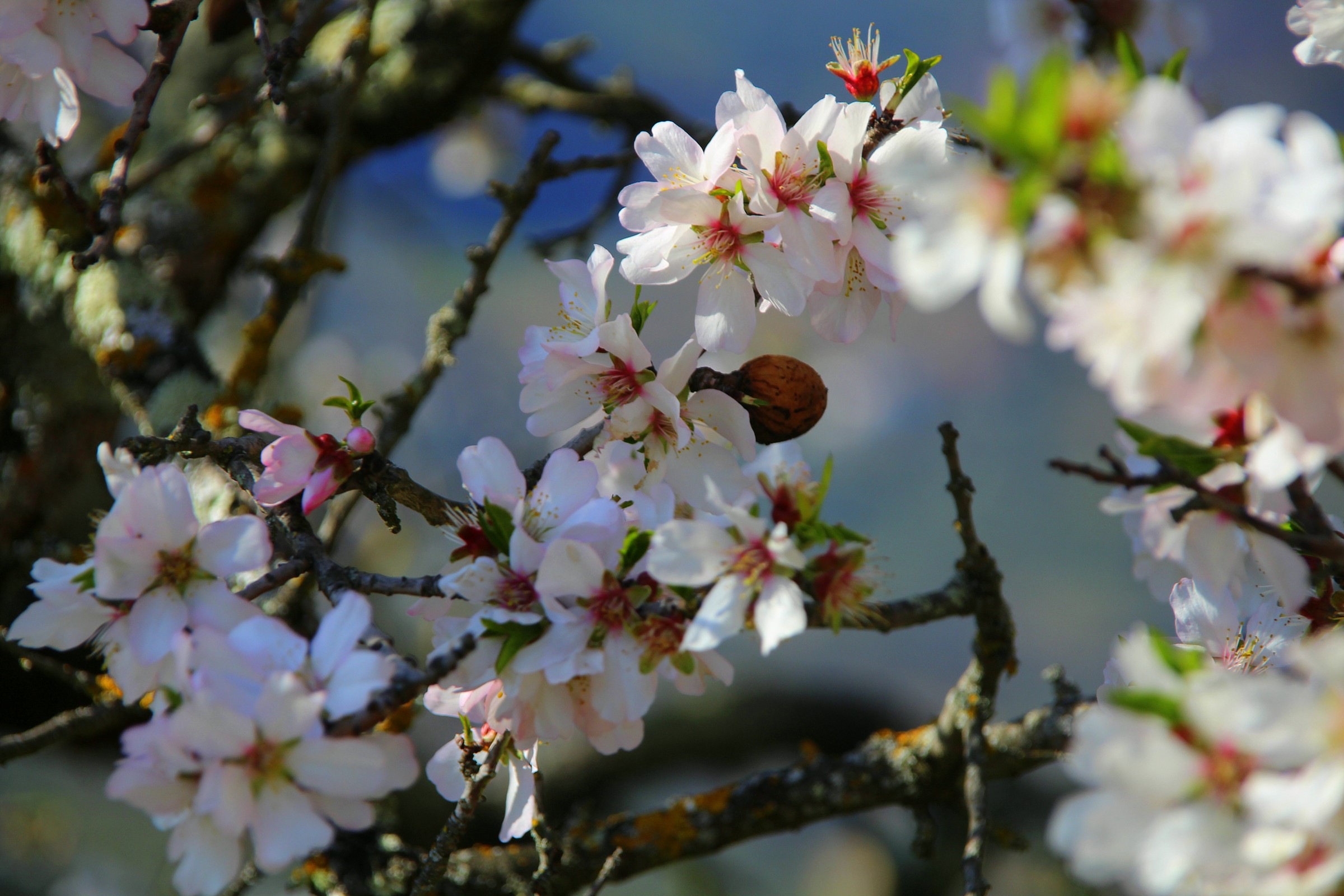 mandorlo in fiore