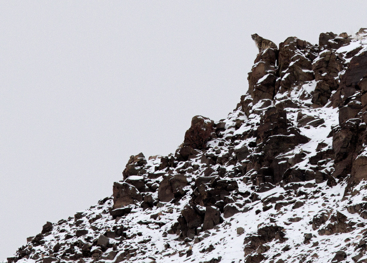 Leopardo delle Nevi 2