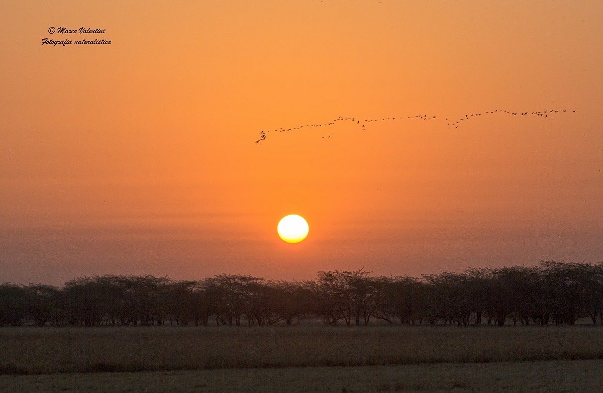 The migration of cranes