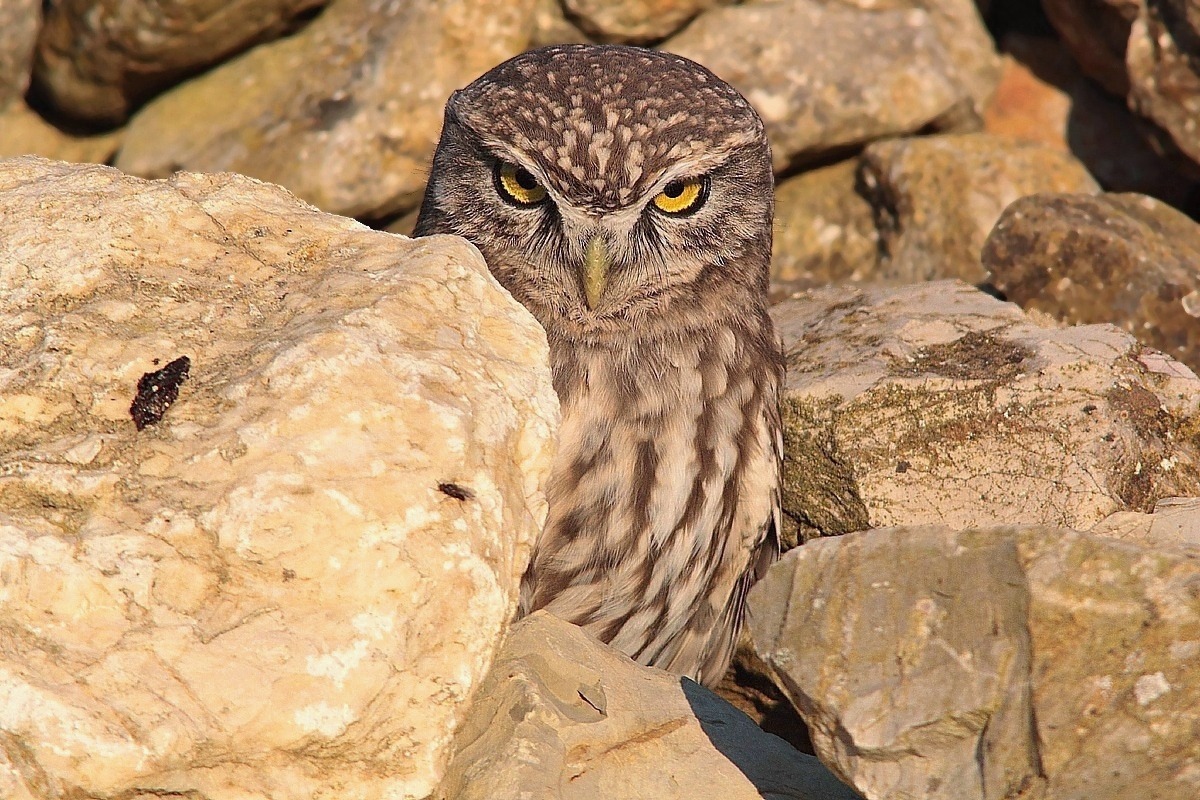 Sotto lo sguardo attento della civetta