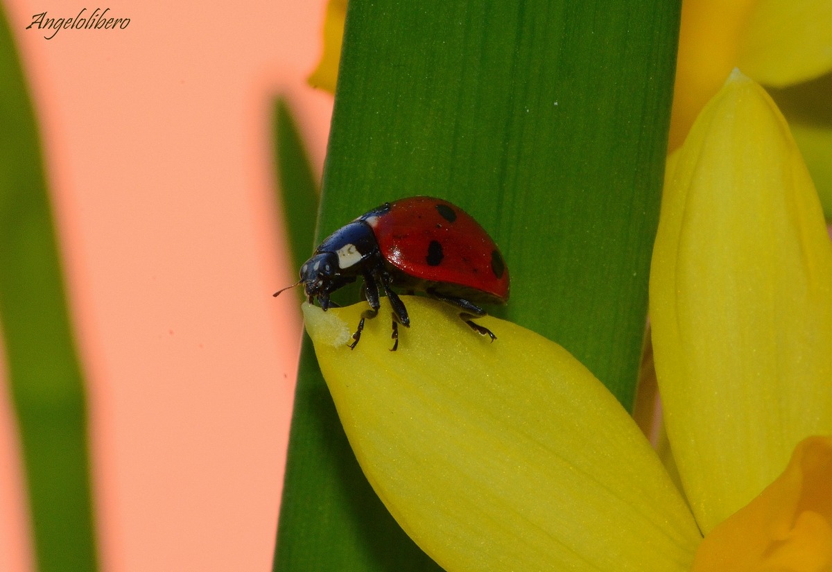 Coccinella