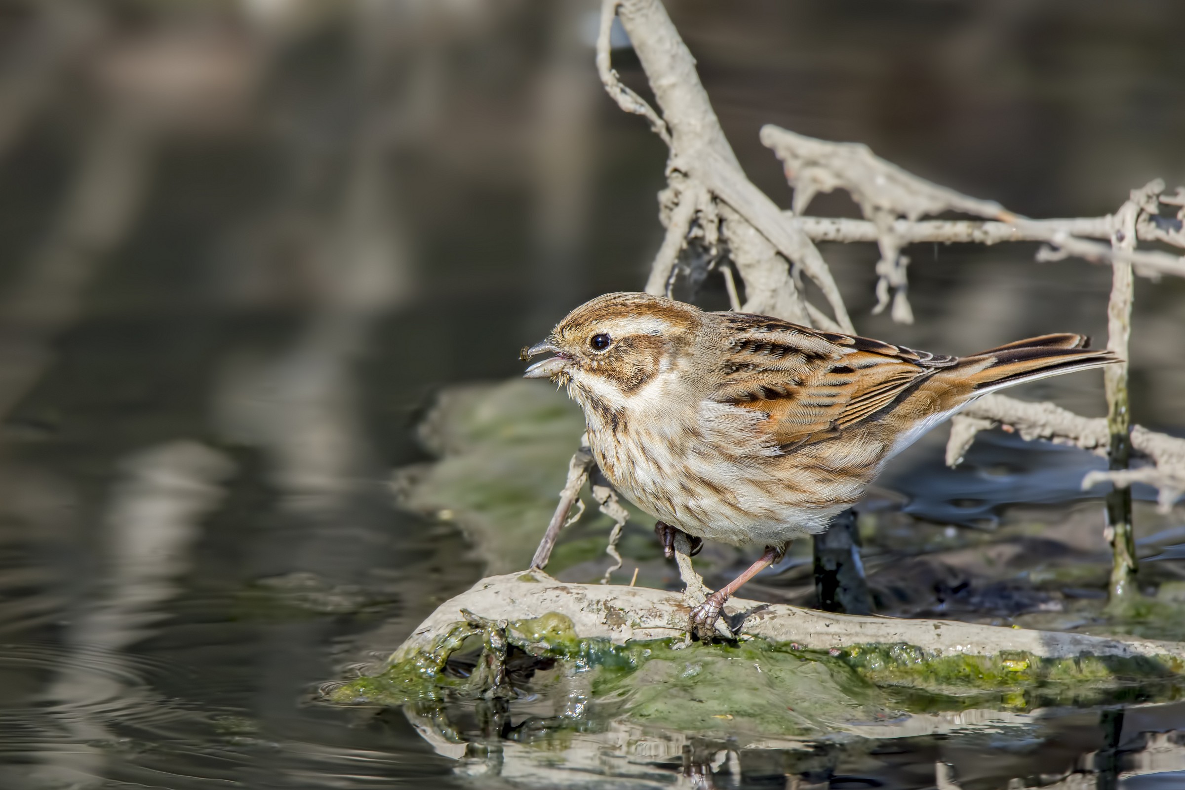 I have it on the tip of the tongue