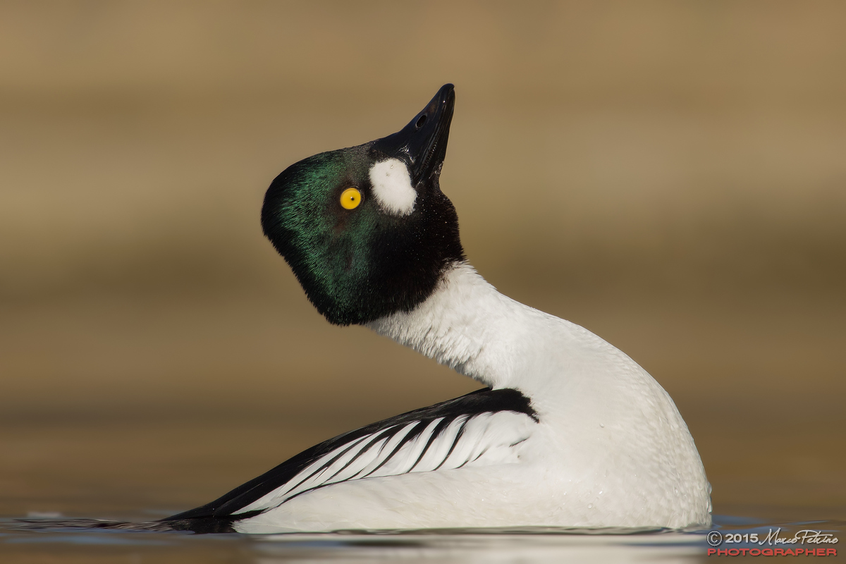 Quattrocchi male (Common goldeneye)