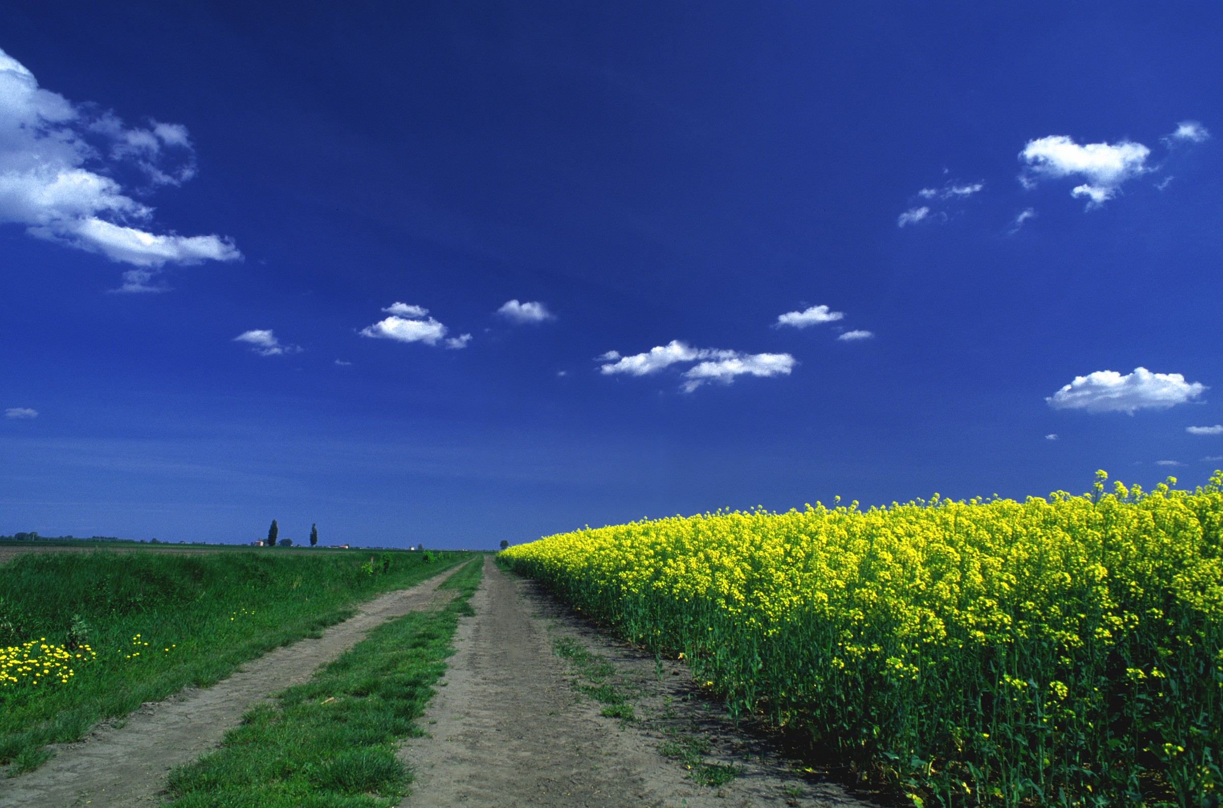 Il giallo della colza