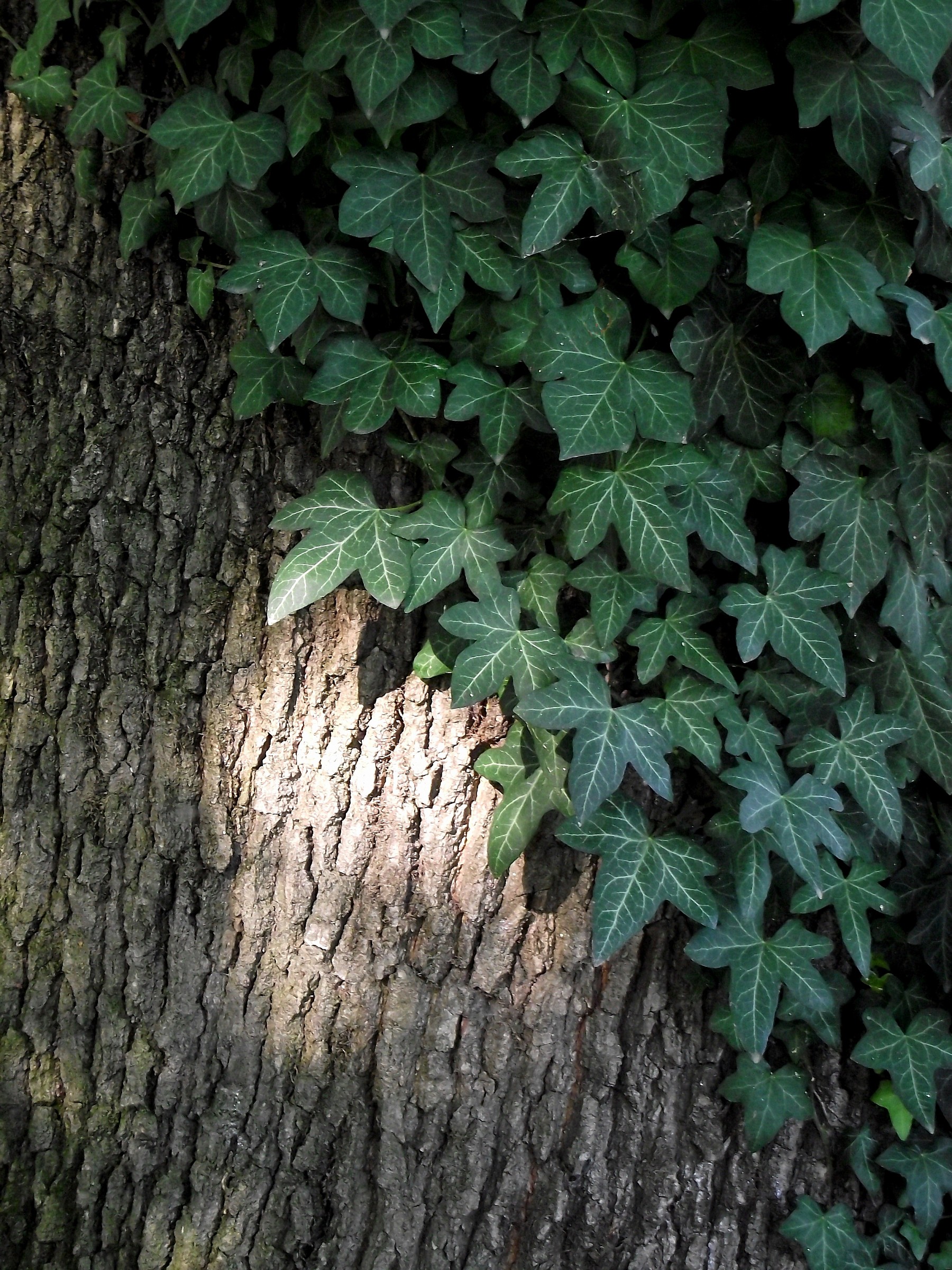 Raggio di sole,quercia,edera