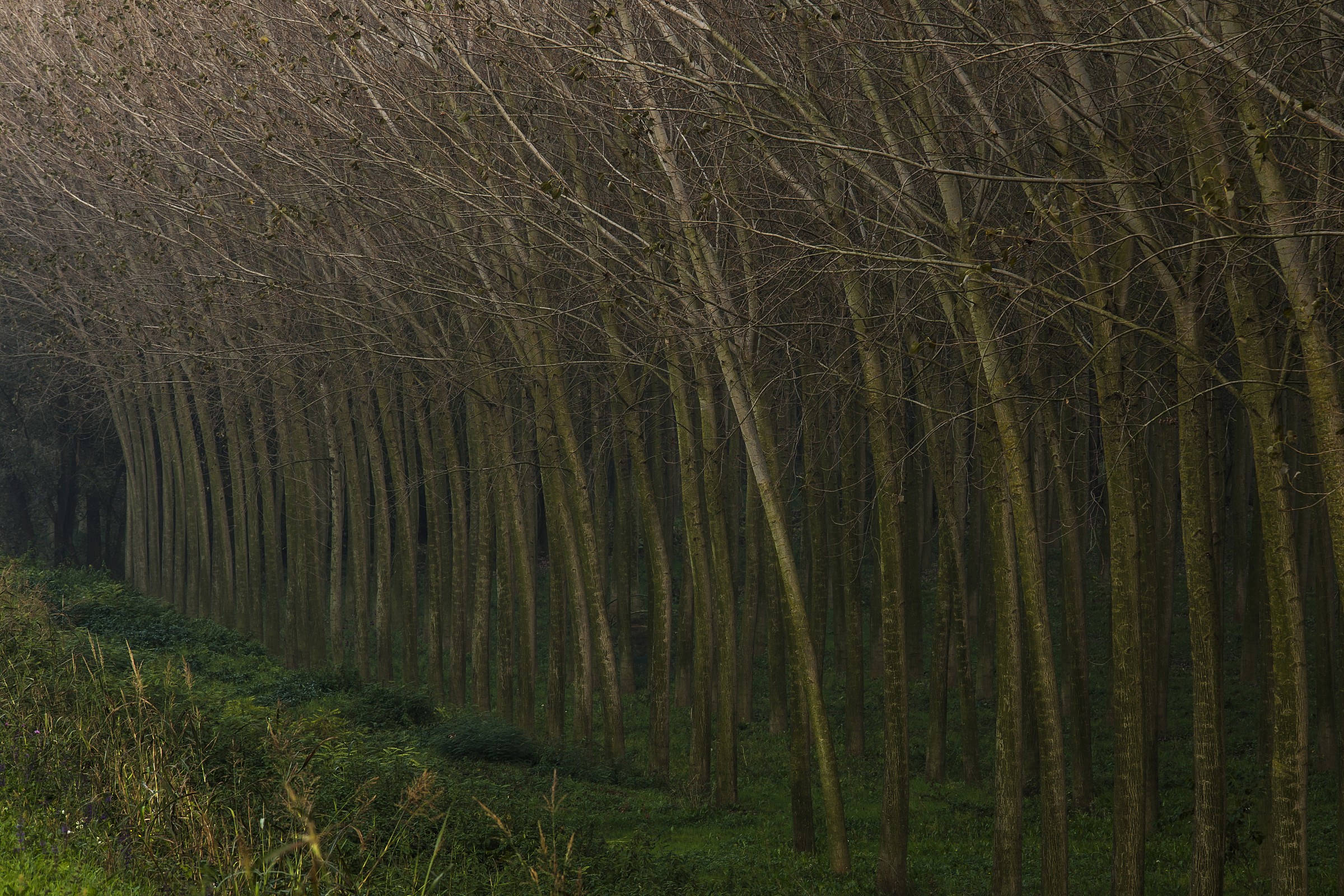 Passeggiando lungo il Po