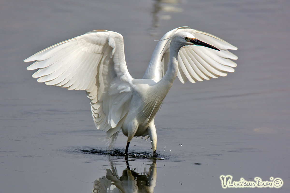 Egret